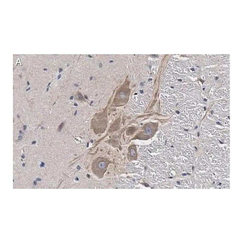 Merck Anti-MRGPRX4 Antibody, clone 3F4 ZooMAb Rabbit Monoclonal