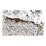Merck Anti-HSP70 Antibody, clone 4E12 ZooMAb Rabbit Monoclonal