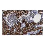 Merck Anti-QPRTase Antibody, clone 1G22 ZooMAb Rabbit Monoclonal