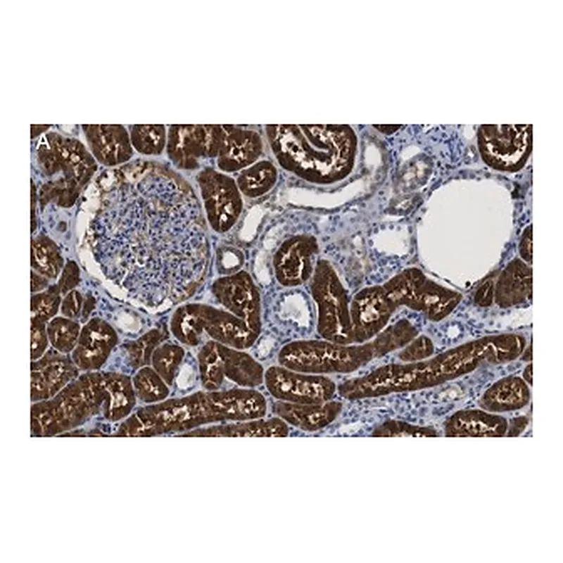 Merck Anti-QPRTase Antibody, clone 1G22 ZooMAb Rabbit Monoclonal