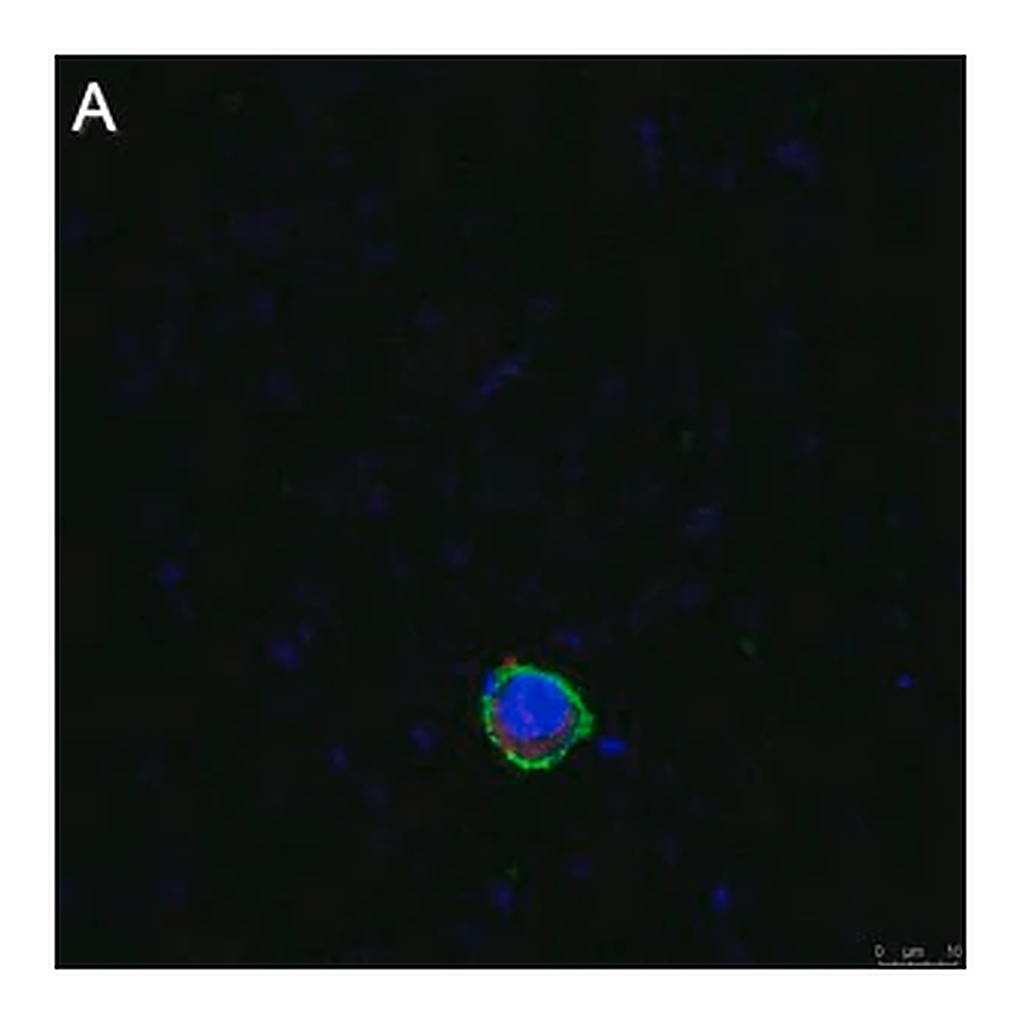 Merck Anti-LILRB4 Antibody, clone 1H12 ZooMAb Rabbit Monoclonal