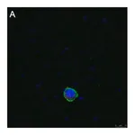 Merck Anti-LILRB4 Antibody, clone 1H12 ZooMAb Rabbit Monoclonal