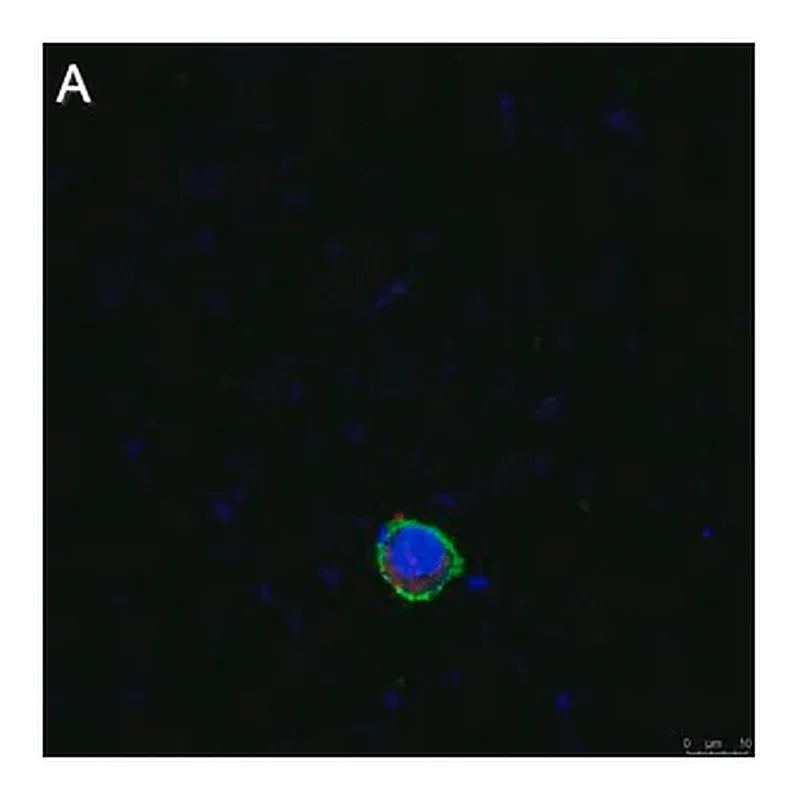 Merck Anti-LILRB4 Antibody, clone 1H12 ZooMAb Rabbit Monoclonal