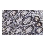 Merck Anti-Mn-SOD Antibody, clone 1C14 ZooMAb Rabbit Monoclonal