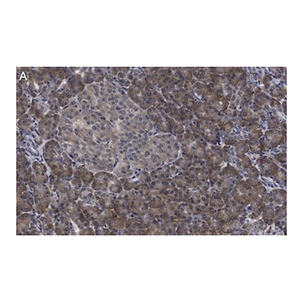 Merck Anti-eIF3h Antibody, clone 2B15 ZooMAb Rabbit Monoclonal