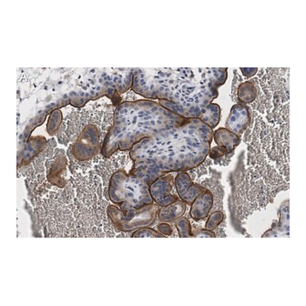 Merck Anti-eNOS Antibody, clone 2F12 ZooMAb Rabbit Monoclonal