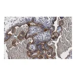 Merck Anti-eNOS Antibody, clone 2F12 ZooMAb Rabbit Monoclonal