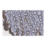 Merck Anti-Tubulin γ-2 Antibody, clone 1M19 ZooMAb Rabbit Monoclonal