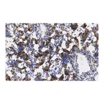 Merck Anti-AFP Antibody, clone 3B7 ZooMAb Rabbit Monoclonal