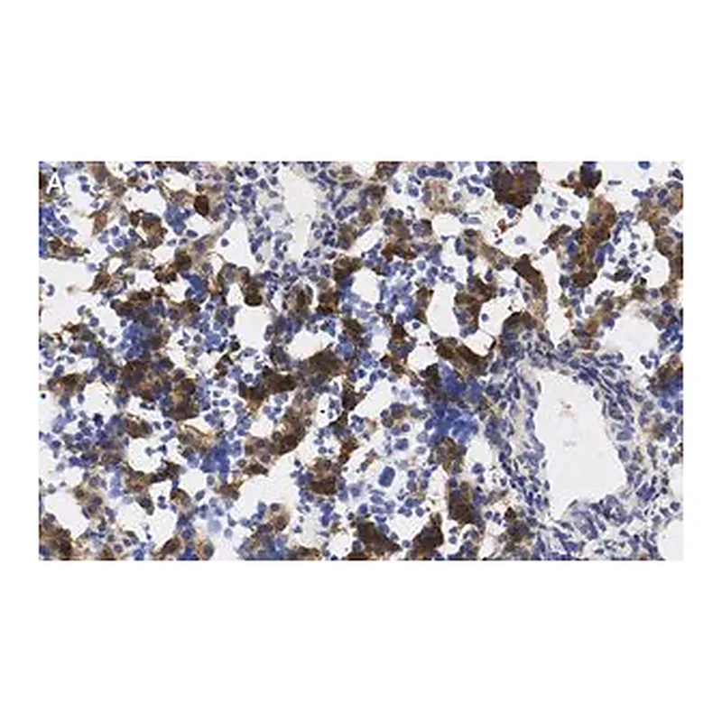Merck Anti-AFP Antibody, clone 3B7 ZooMAb Rabbit Monoclonal