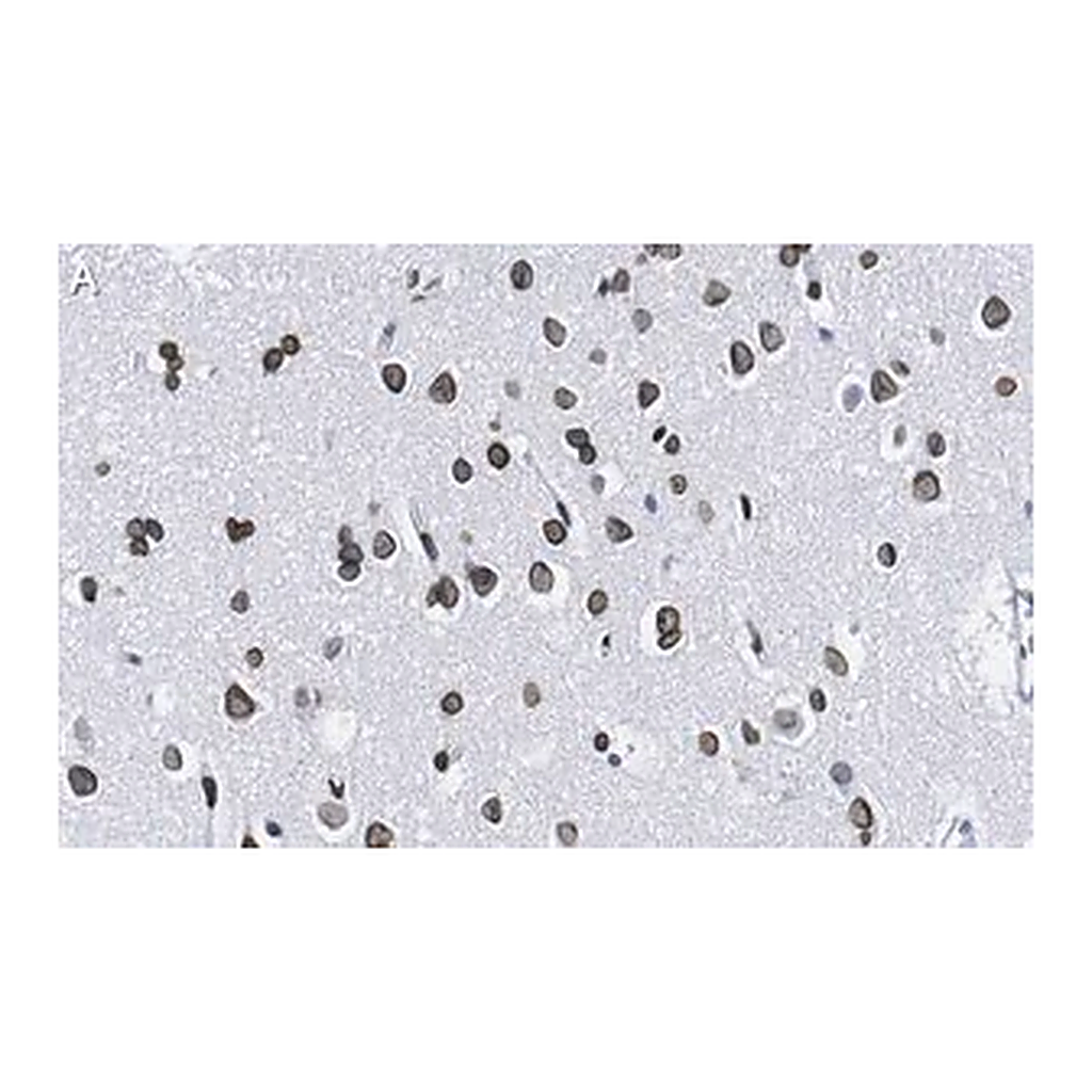 Merck Anti-Lamin A/C Antibody, clone 2B10 ZooMAb Rabbit Monoclonal