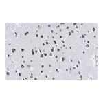 Merck Anti-Lamin A/C Antibody, clone 2B10 ZooMAb Rabbit Monoclonal