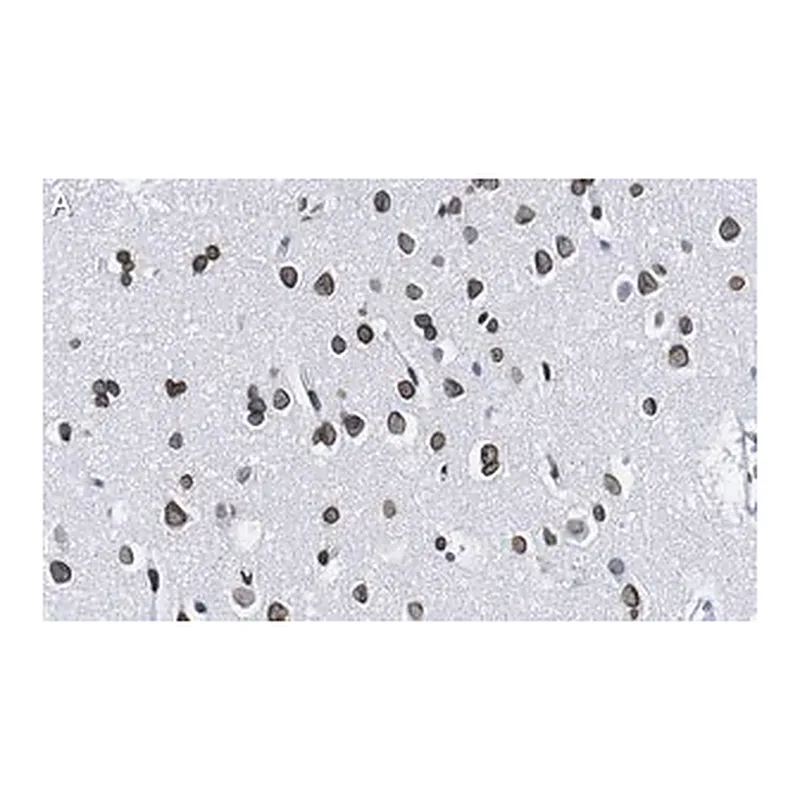 Merck Anti-Lamin A/C Antibody, clone 2B10 ZooMAb Rabbit Monoclonal