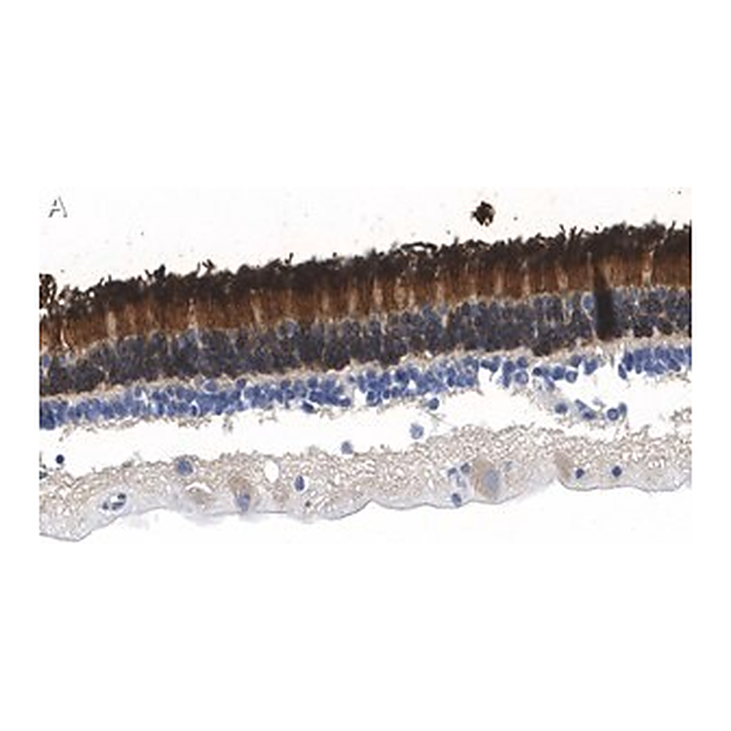 Merck Anti-Rhodopsin Antibody, clone 5D17 ZooMAb Rabbit Monoclonal