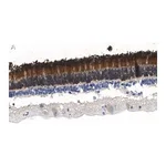 Merck Anti-Rhodopsin Antibody, clone 5D17 ZooMAb Rabbit Monoclonal