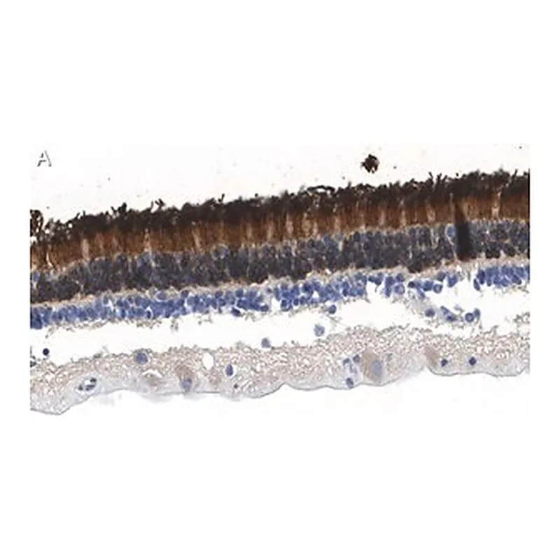 Merck Anti-Rhodopsin Antibody, clone 5D17 ZooMAb Rabbit Monoclonal