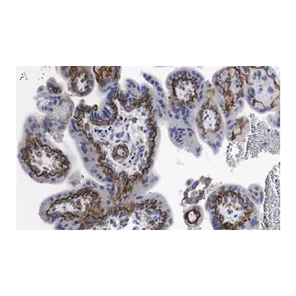 Merck Anti-MR-proADM Antibody, clone 2B19 ZooMAb Rabbit Monoclonal