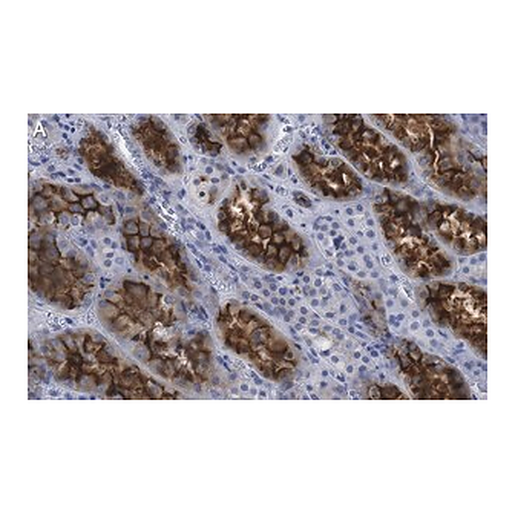 Merck Anti-Ezrin Antibody, clone 1D15 ZooMAb Rabbit Monoclonal