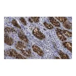 Merck Anti-Ezrin Antibody, clone 1D15 ZooMAb Rabbit Monoclonal