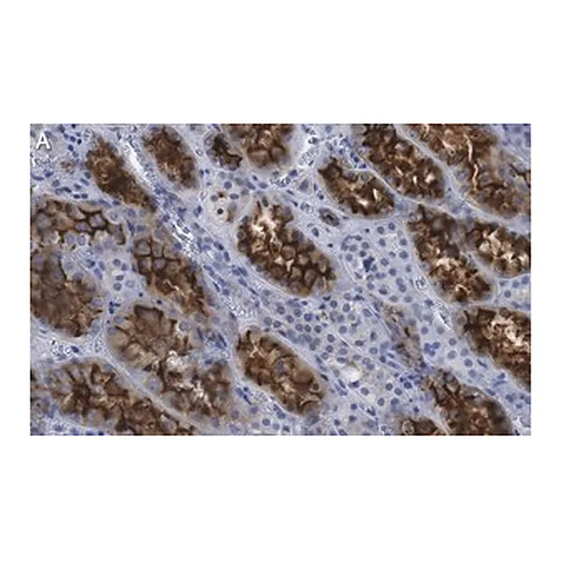 Merck Anti-Ezrin Antibody, clone 1D15 ZooMAb Rabbit Monoclonal