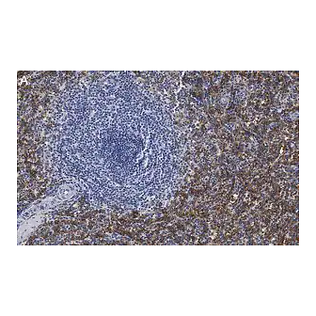 Merck Anti-FcεRI γ-subunit Antibody, clone 1B6 ZooMAb Rabbit Monoclonal