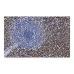 Merck Anti-FcεRI γ-subunit Antibody, clone 1B6 ZooMAb Rabbit Monoclonal