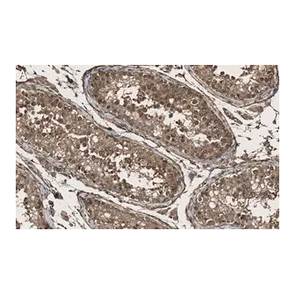 Merck Anti-KLF5 Antibody, clone 1J12 ZooMAb Rabbit Monoclonal