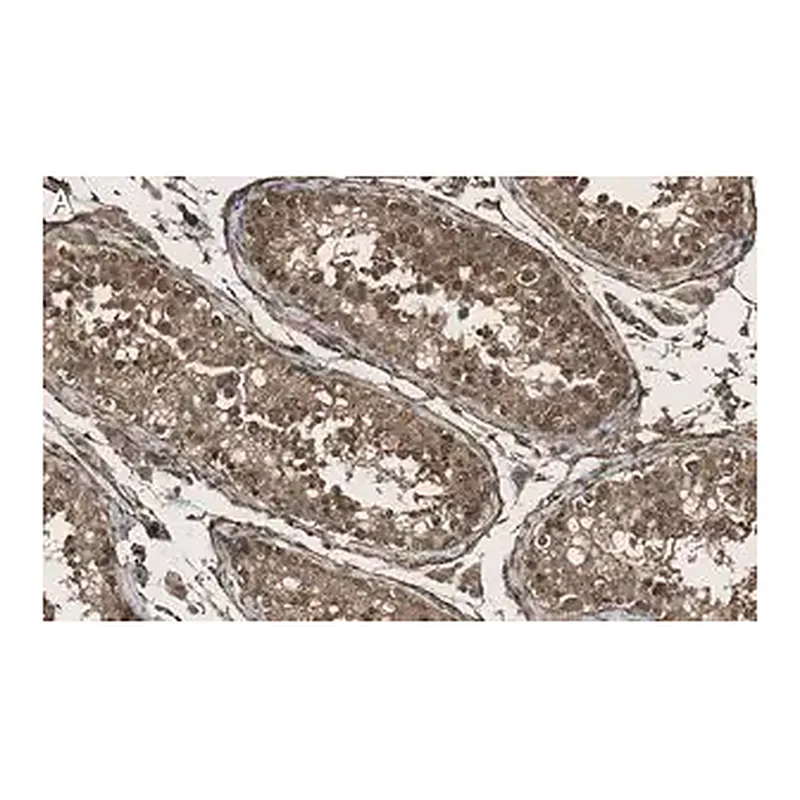 Merck Anti-KLF5 Antibody, clone 1J12 ZooMAb Rabbit Monoclonal