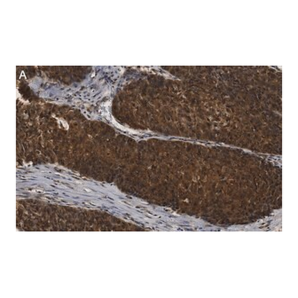 Merck Anti-ANKZF1 Antibody, clone 1D4 ZooMAb Rabbit Monoclonal