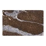 Merck Anti-ANKZF1 Antibody, clone 1D4 ZooMAb Rabbit Monoclonal