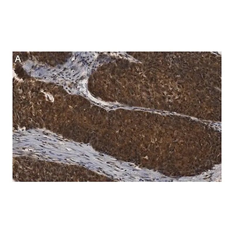 Merck Anti-ANKZF1 Antibody, clone 1D4 ZooMAb Rabbit Monoclonal