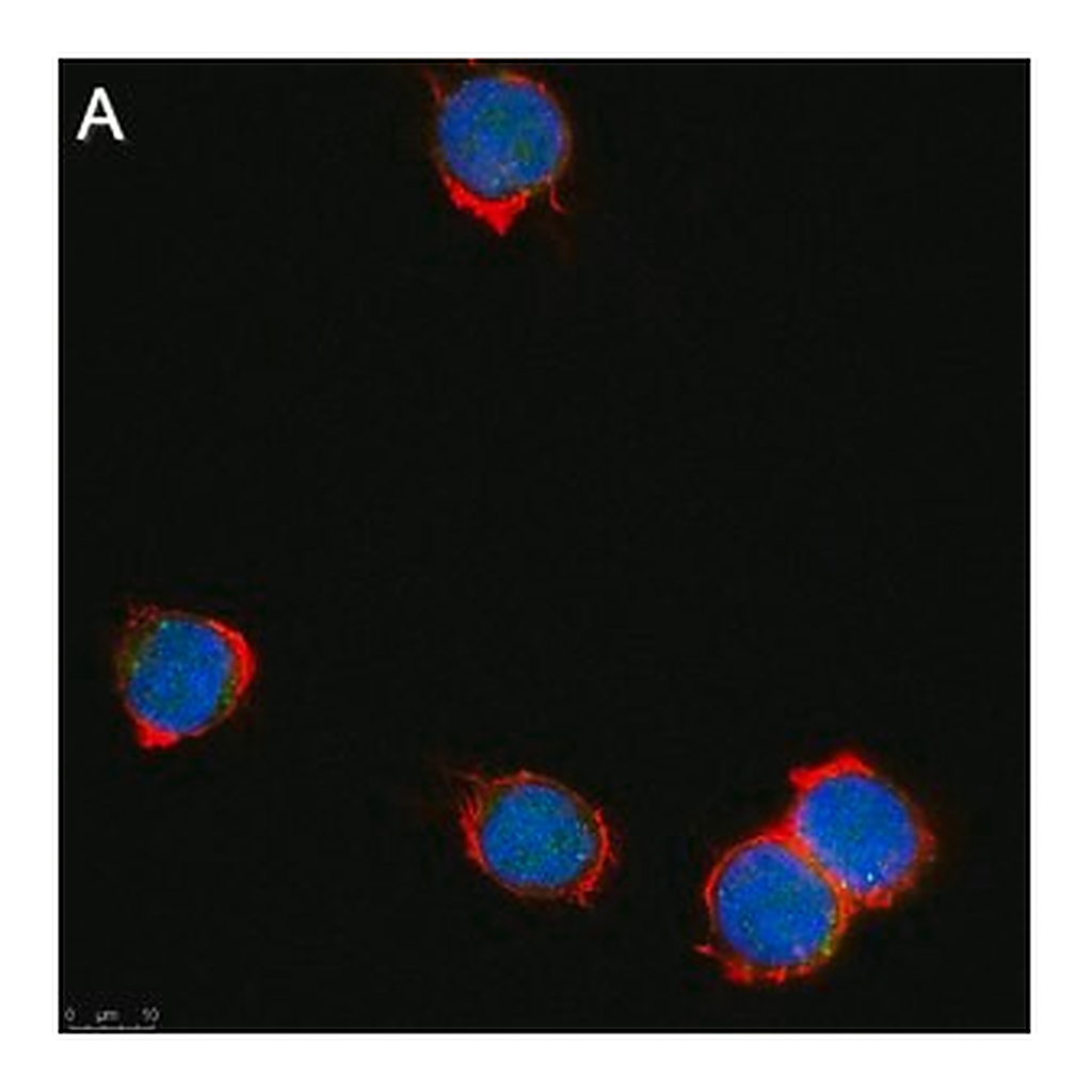 Merck Anti-Zfp64 Antibody, clone 3B22 ZooMAb Rabbit Monoclonal