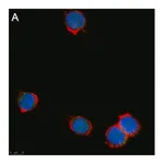 Merck Anti-Zfp64 Antibody, clone 3B22 ZooMAb Rabbit Monoclonal