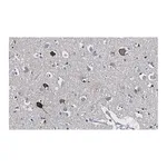 Merck Anti-Prion Protein Antibody, clone 3D17 ZooMAb Rabbit Monoclonal