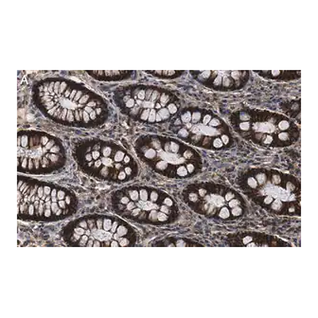 Merck Anti-Na+-K+ ATPase α1 Antibody, clone 1E13 ZooMAb Rabbit Monoclonal