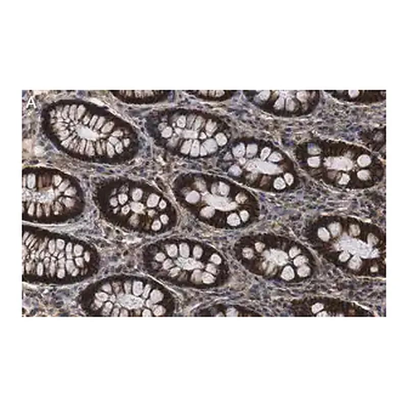 Merck Anti-Na+-K+ ATPase α1 Antibody, clone 1E13 ZooMAb Rabbit Monoclonal
