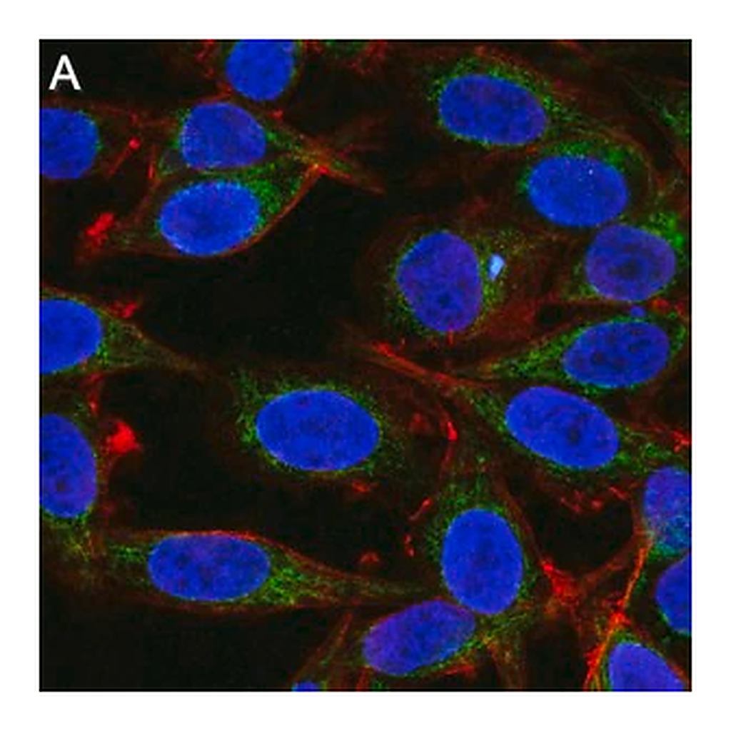 Merck Anti-Mitofusin-2 Antibody, clone 2D19 ZooMAb Rabbit Monoclonal