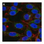 Merck Anti-Mitofusin-2 Antibody, clone 2D19 ZooMAb Rabbit Monoclonal