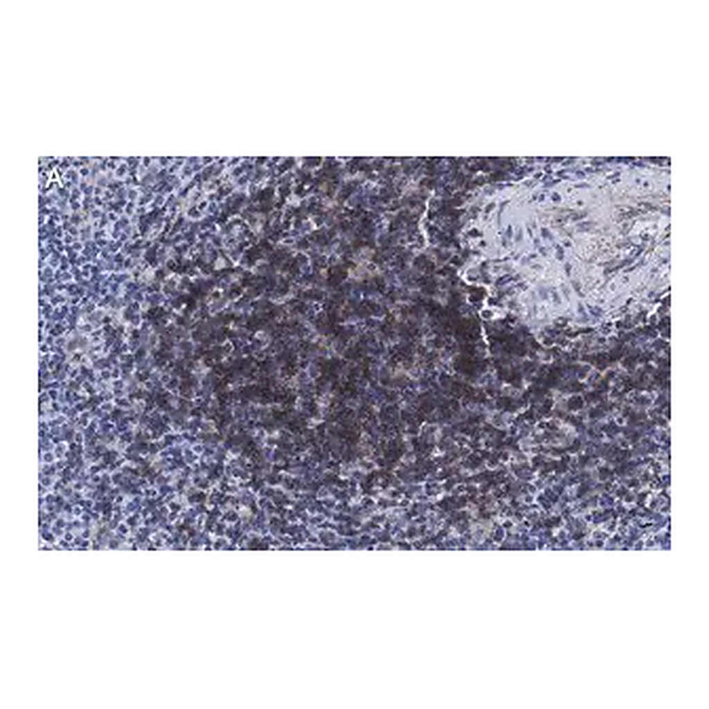 Merck Anti-CD4 Antibody, clone 2G19 ZooMAb Rabbit Monoclonal