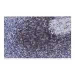 Merck Anti-CD4 Antibody, clone 2G19 ZooMAb Rabbit Monoclonal