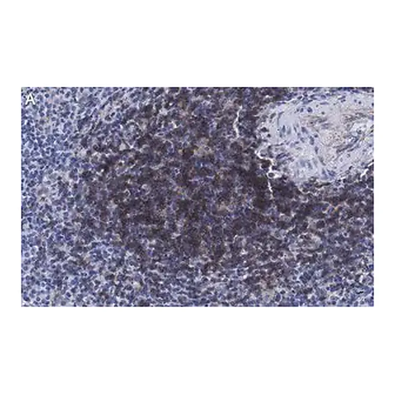 Merck Anti-CD4 Antibody, clone 2G19 ZooMAb Rabbit Monoclonal