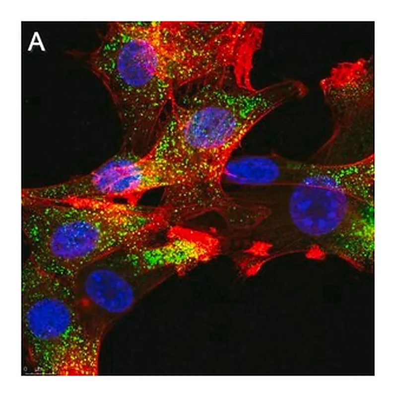 Merck Anti-FGFR1 Antibody, clone 2J21 ZooMAb Rabbit Monoclonal