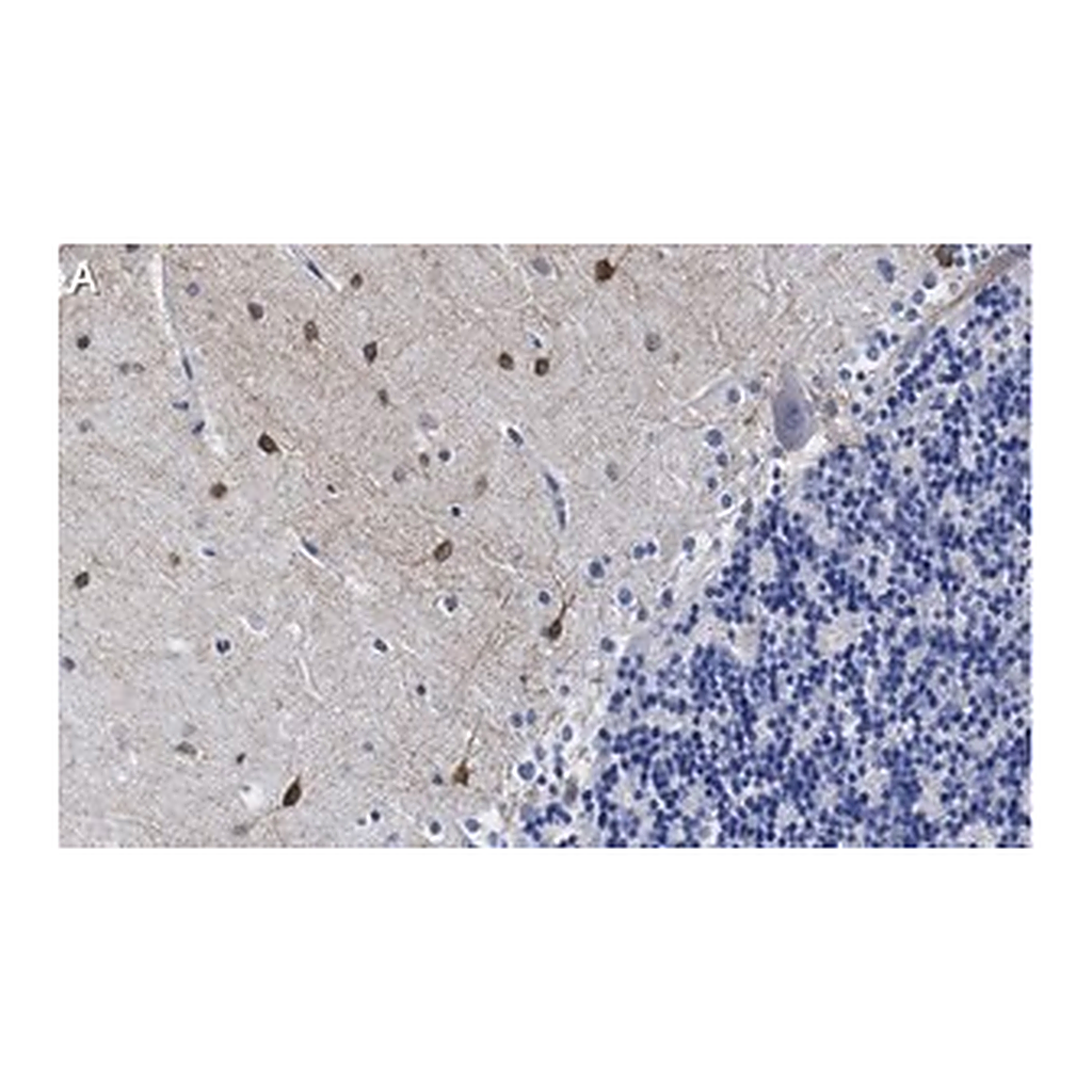 Merck Anti-NOS1 Antibody, clone 1F14 ZooMAb Rabbit Monoclonal