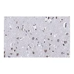 Merck Anti-Ago2 Antibody, clone 2H10 ZooMAb Rabbit Monoclonal
