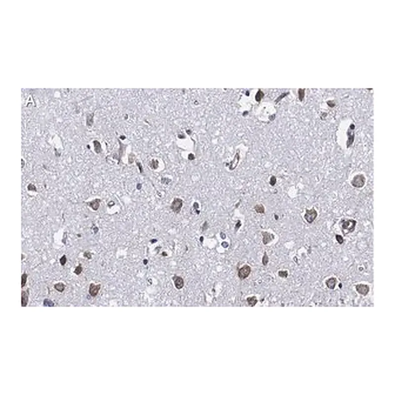 Merck Anti-Ago2 Antibody, clone 2H10 ZooMAb Rabbit Monoclonal