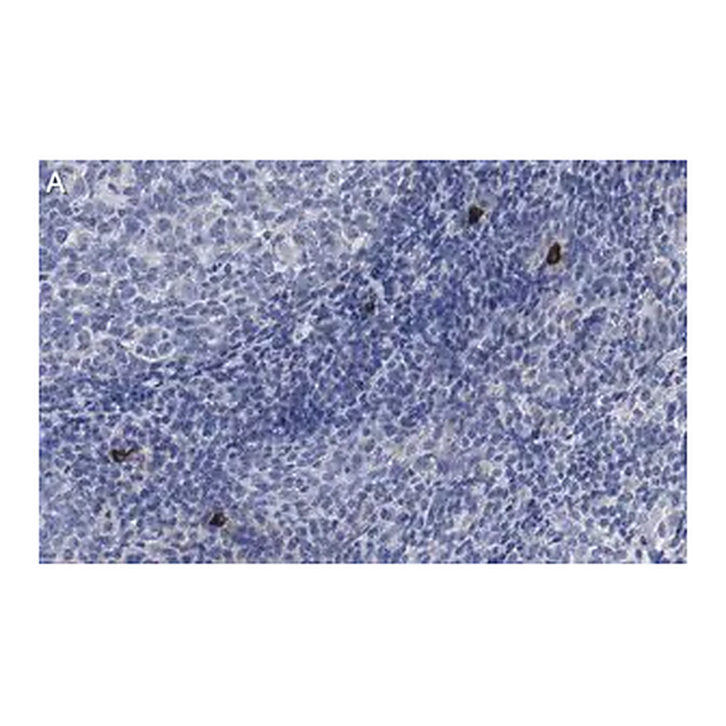 Merck Anti-NLRP3 Antibody, clone 4B4 ZooMAb Rabbit Monoclonal