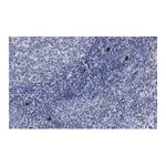 Merck Anti-NLRP3 Antibody, clone 4B4 ZooMAb Rabbit Monoclonal