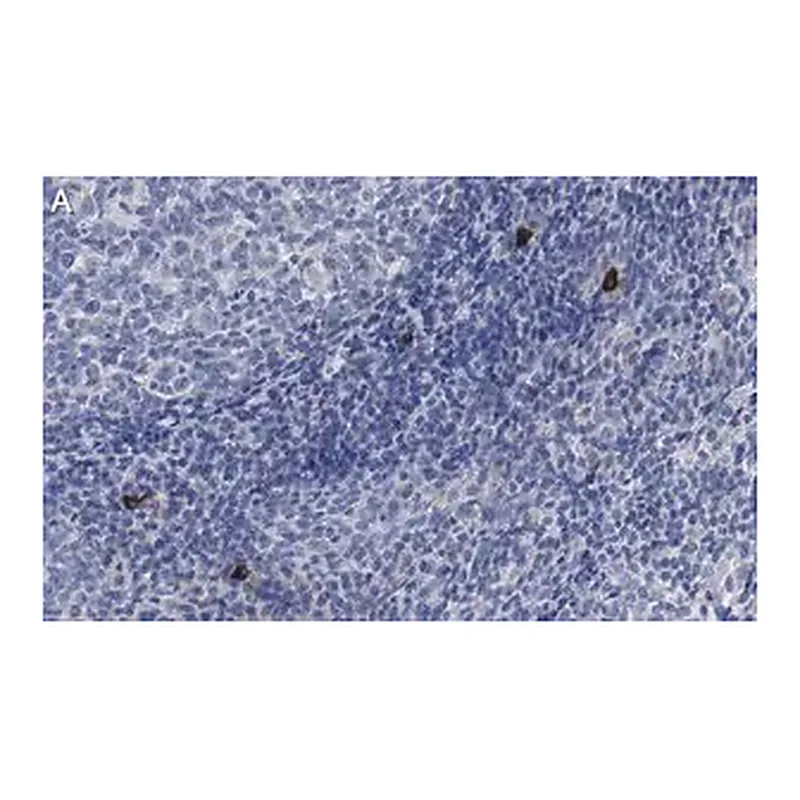 Merck Anti-NLRP3 Antibody, clone 4B4 ZooMAb Rabbit Monoclonal