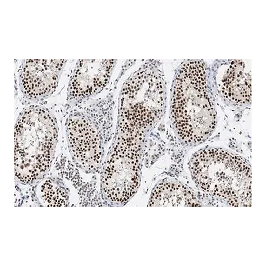Merck Anti-HDAC2 Antibody, clone 1E22 ZooMAb Rabbit Monoclonal