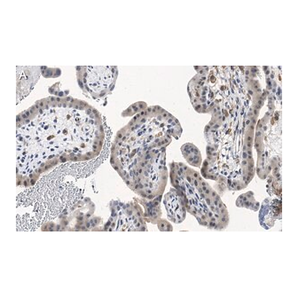 Merck Anti-ATG7 Antibody, clone 1E15 ZooMAb Rabbit Monoclonal